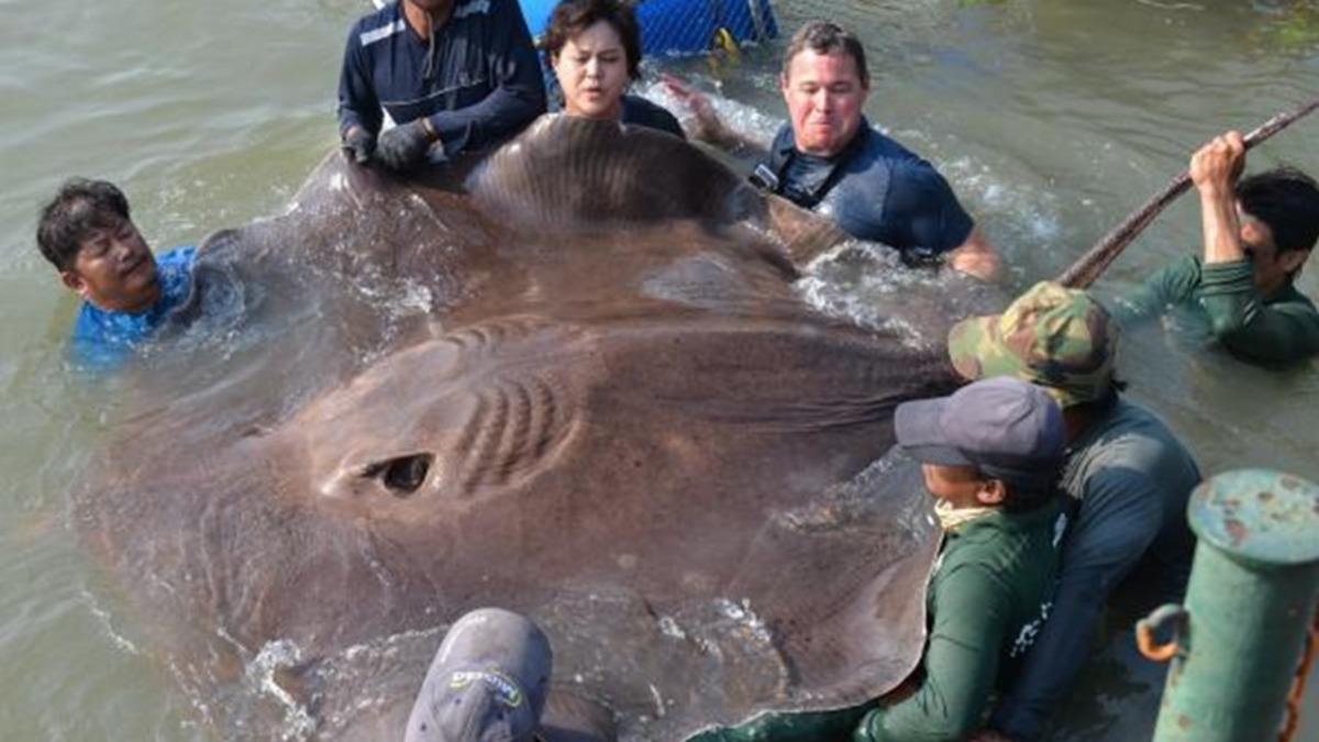 Dev Vatozlar, Ölü Olarak Kıyıya Vurmaya Başladılar!