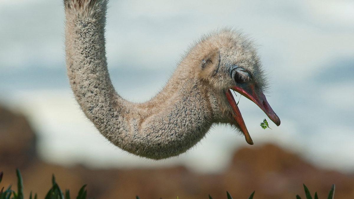 Deve Kuşlarının Neden Üç Midesi Var? Bir Tanesi Nelerine Yetmiyor?