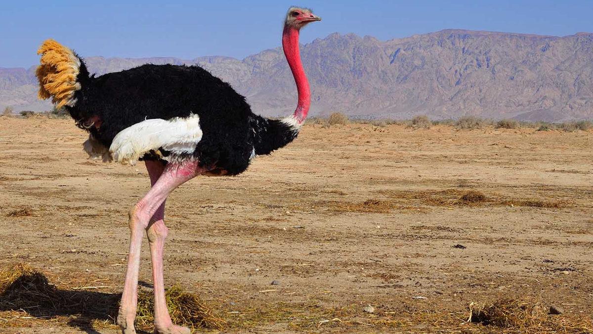 Deve Kuşlarının Neden Üç Midesi Var? Bir Tanesi Nelerine Yetmiyor?