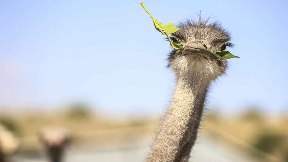 Deve Kuşlarının Neden Üç Midesi Var? Bir Tanesi Nelerine Yetmiyor?