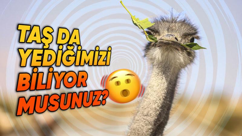 Deve Kuşlarının Neden Üç Midesi Var? Bir Tanesi Nelerine Yetmiyor?