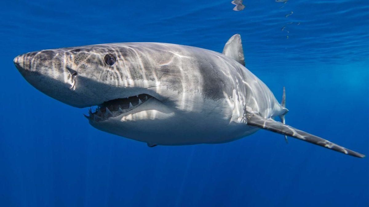 Aldanmayın Masum Yüzlerine: Sahip Olduğu Özelliklerle Dünyanın En Tehlikeli 10 Balığı (İlk Sırada Köpekbalığı Yok!)