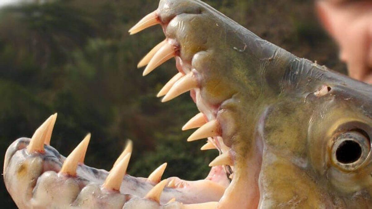 Aldanmayın Masum Yüzlerine: Sahip Olduğu Özelliklerle Dünyanın En Tehlikeli 10 Balığı (İlk Sırada Köpekbalığı Yok!)