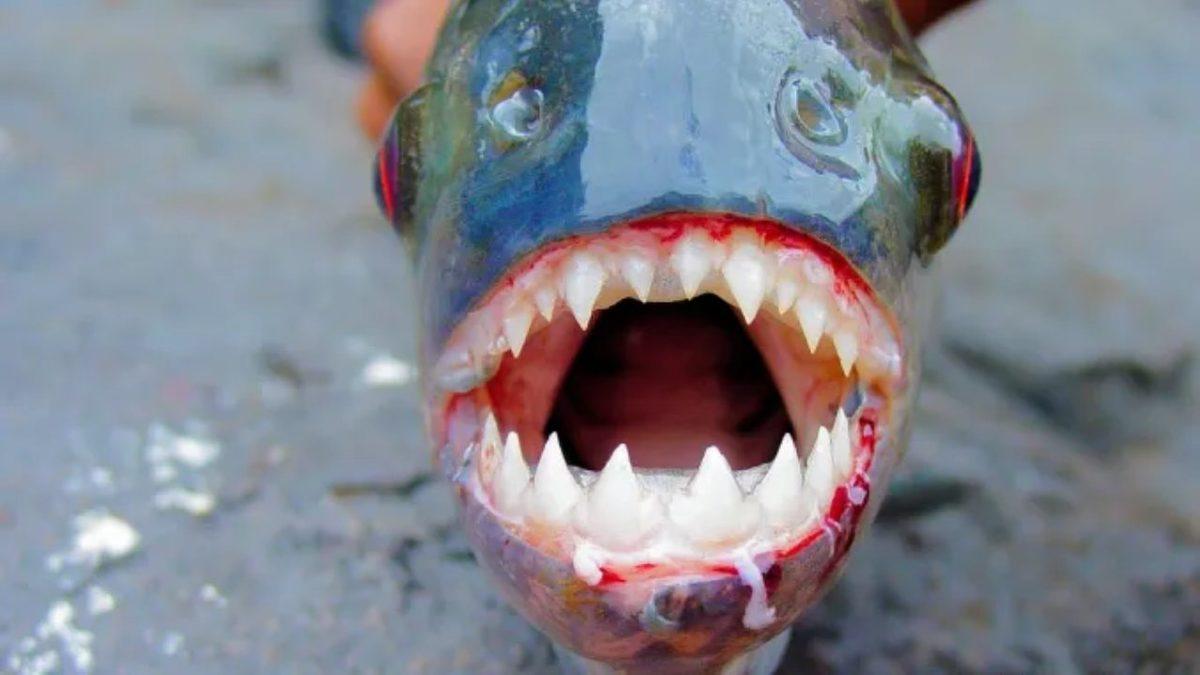Aldanmayın Masum Yüzlerine: Sahip Olduğu Özelliklerle Dünyanın En Tehlikeli 10 Balığı (İlk Sırada Köpekbalığı Yok!)