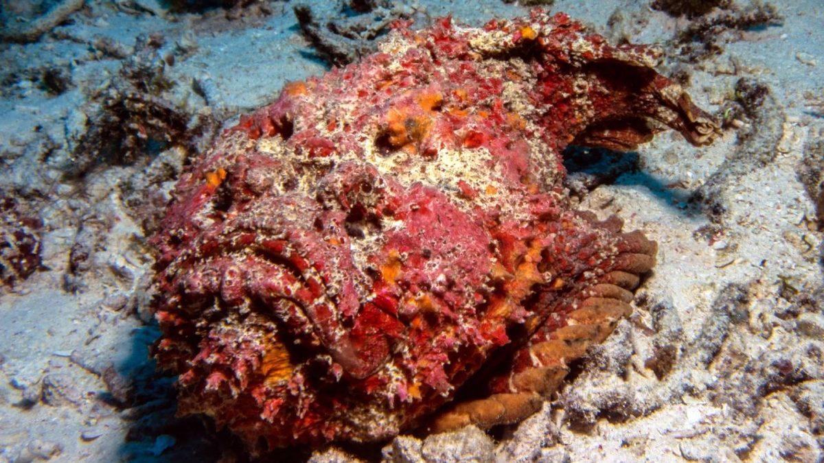 Aldanmayın Masum Yüzlerine: Sahip Olduğu Özelliklerle Dünyanın En Tehlikeli 10 Balığı (İlk Sırada Köpekbalığı Yok!)