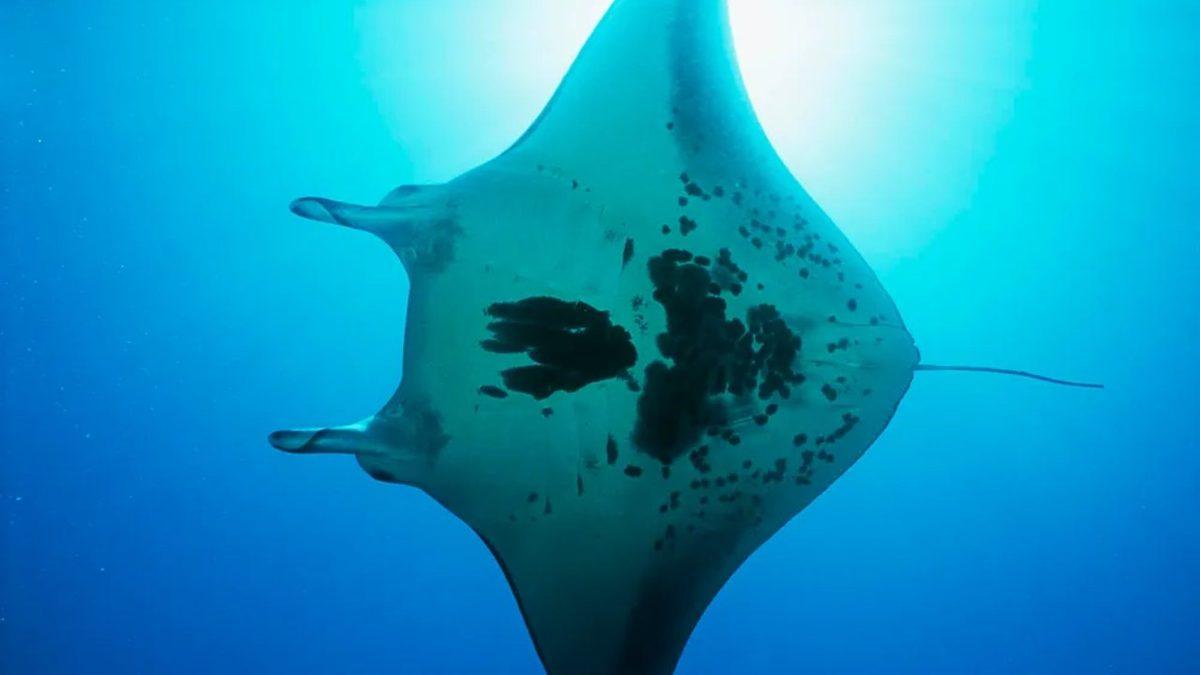 Aldanmayın Masum Yüzlerine: Sahip Olduğu Özelliklerle Dünyanın En Tehlikeli 10 Balığı (İlk Sırada Köpekbalığı Yok!)