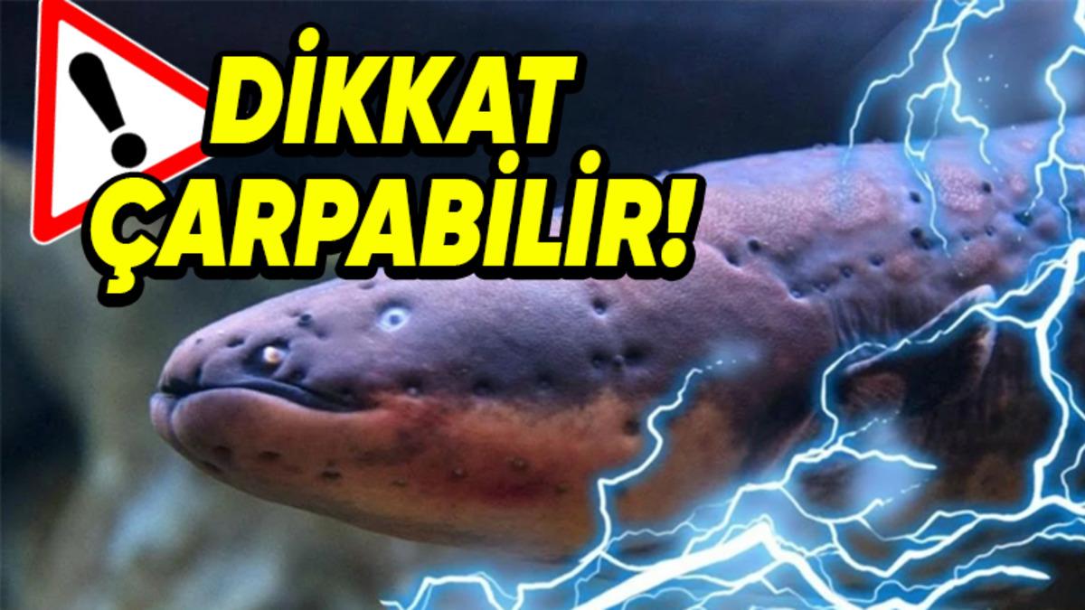 Aldanmayın Masum Yüzlerine: Sahip Olduğu Özelliklerle Dünyanın En Tehlikeli 10 Balığı (İlk Sırada Köpekbalığı Yok!)