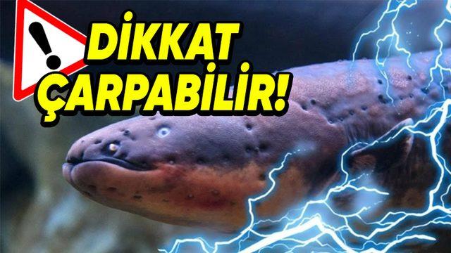 Aldanmayın Masum Yüzlerine: Sahip Olduğu Özelliklerle Dünyanın En Tehlikeli 10 Balığı (İlk Sırada Köpekbalığı Yok!)