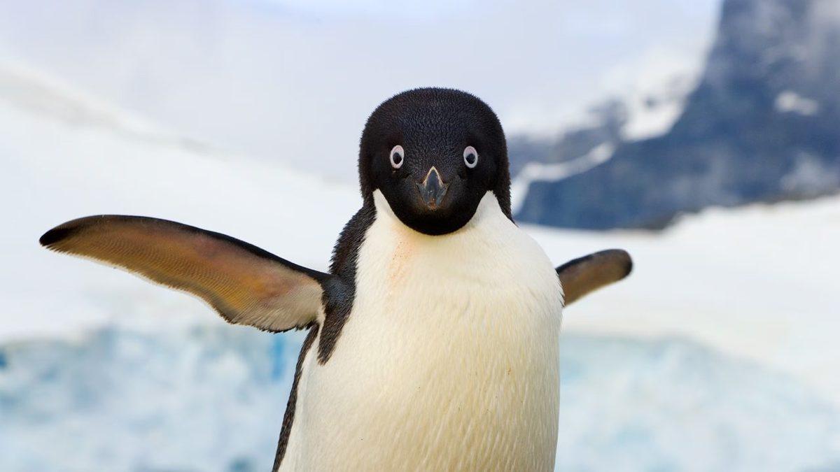 Penguenleri Neden Hiç Uçarken Görmüyoruz? Kanatlarını Neden Uçmak Yerine Yüzmek İçin Kullanıyorlar?