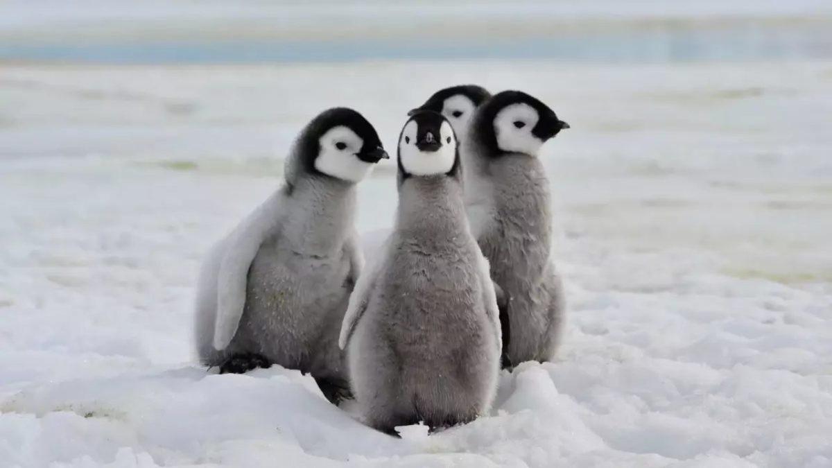 Penguenleri Neden Hiç Uçarken Görmüyoruz? Kanatlarını Neden Uçmak Yerine Yüzmek İçin Kullanıyorlar?