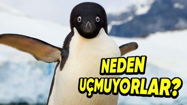 Penguenleri Neden Hiç Uçarken Görmüyoruz? Kanatlarını Neden Uçmak Yerine Yüzmek İçin Kullanıyorlar?