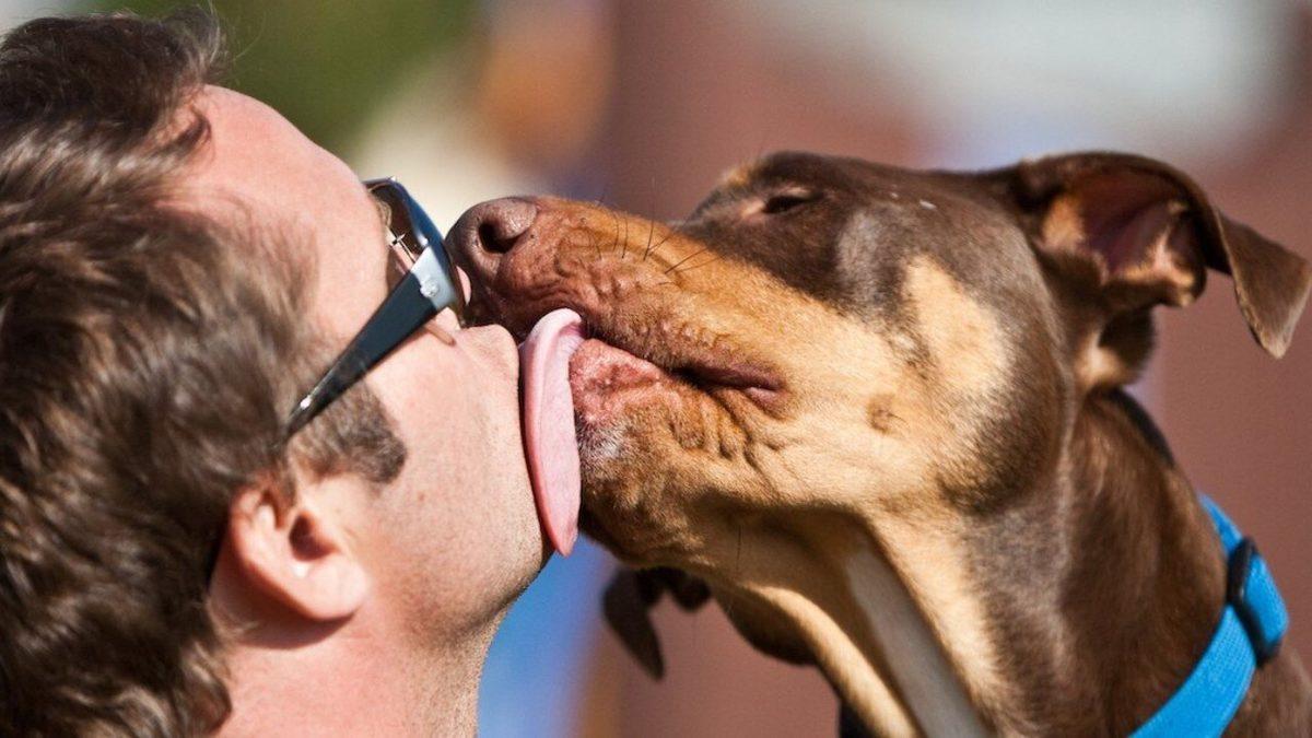 Köpekler Neden Özellikle Yüzümüzü Yalar? (Tek Sebebi Sevgi Gösterisi Değil!)
