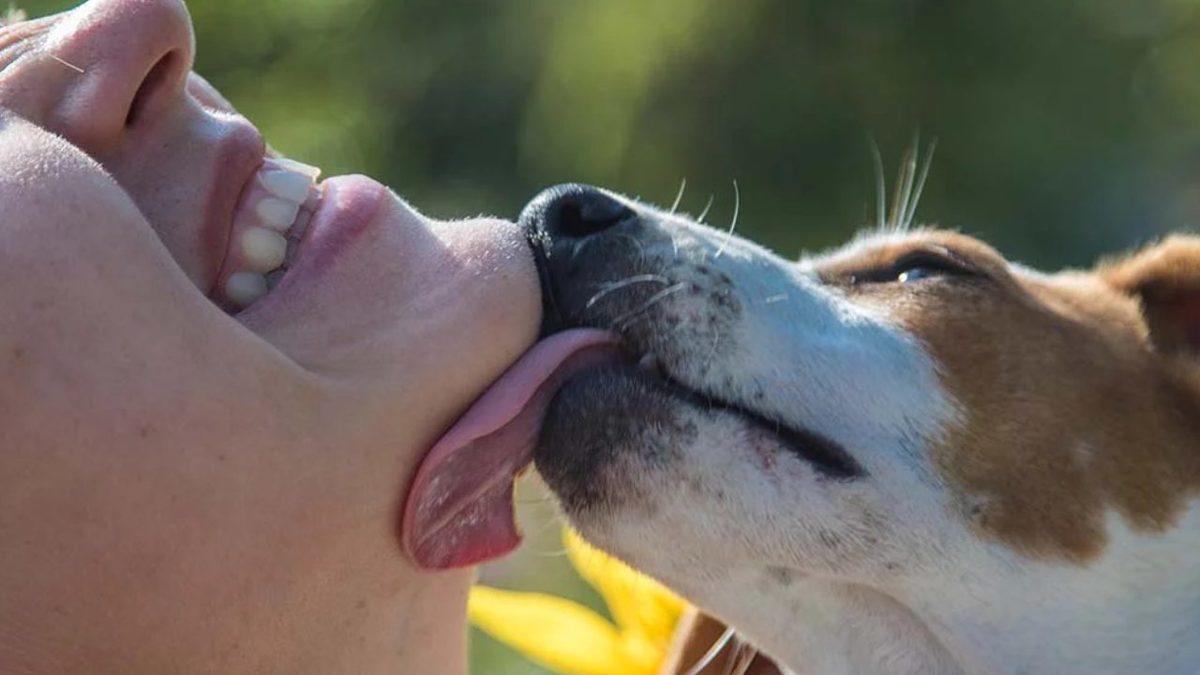 Köpekler Neden Özellikle Yüzümüzü Yalar? (Tek Sebebi Sevgi Gösterisi Değil!)