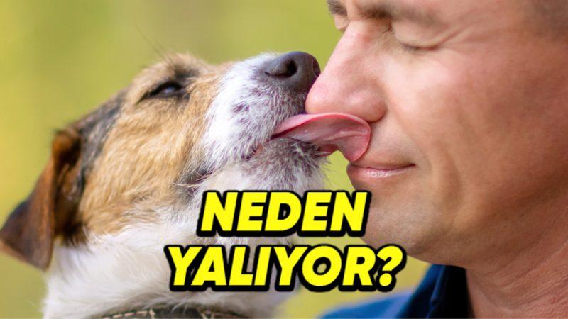 Köpekler Neden Özellikle Yüzümüzü Yalar? (Tek Sebebi Sevgi Gösterisi Değil!)