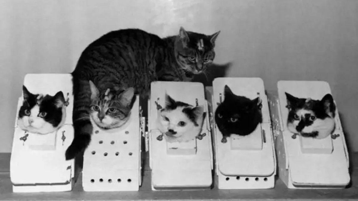 Fransız Bilim İnsanları Tarafından Uzaya Gönderilen İlk Kedi Félicette İle Tanışın: Peki Başına Neler Geldi?