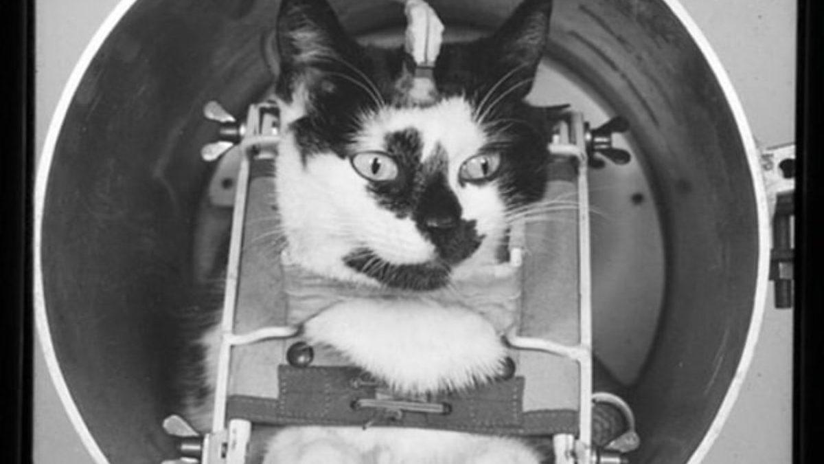 Fransız Bilim İnsanları Tarafından Uzaya Gönderilen İlk Kedi Félicette İle Tanışın: Peki Başına Neler Geldi?