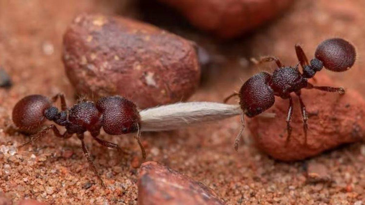 Karıncalar Hakkında Daha Önce Hiç Duymadığınız Konusunda Bahse Girebileceğimiz 4 İlginç Bilgi