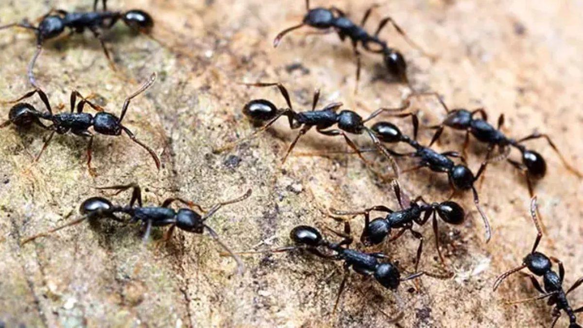 Karıncalar Hakkında Daha Önce Hiç Duymadığınız Konusunda Bahse Girebileceğimiz 4 İlginç Bilgi