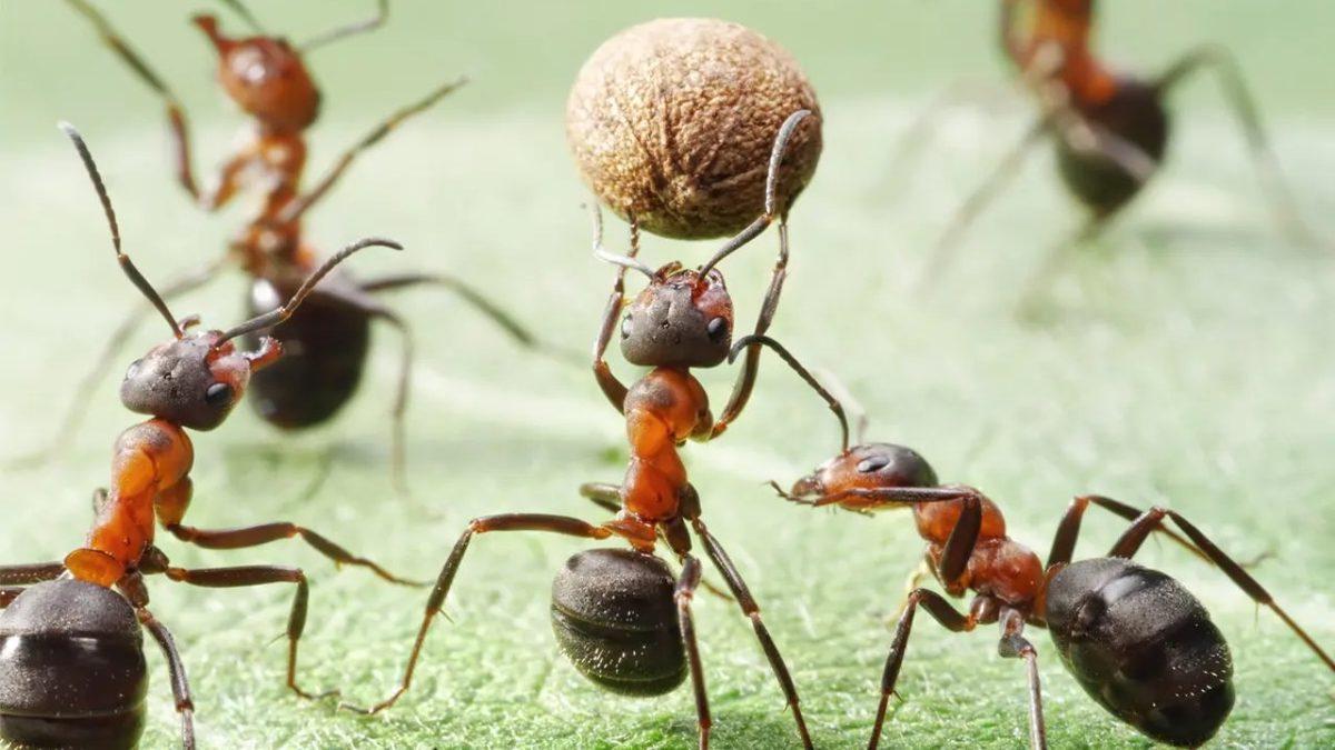 Karıncalar Hakkında Daha Önce Hiç Duymadığınız Konusunda Bahse Girebileceğimiz 4 İlginç Bilgi
