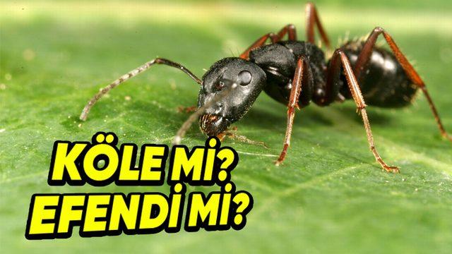 Karıncalar Hakkında Daha Önce Hiç Duymadığınız Konusunda Bahse Girebileceğimiz 4 İlginç Bilgi