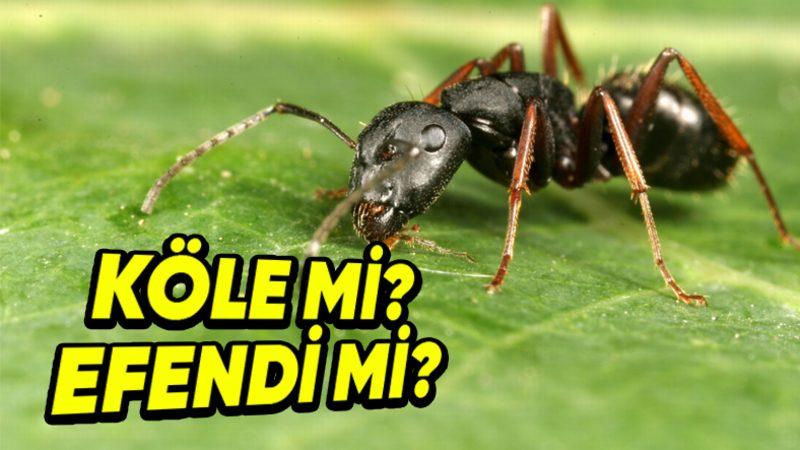 Karıncalar Hakkında Daha Önce Hiç Duymadığınız Konusunda Bahse Girebileceğimiz 4 İlginç Bilgi