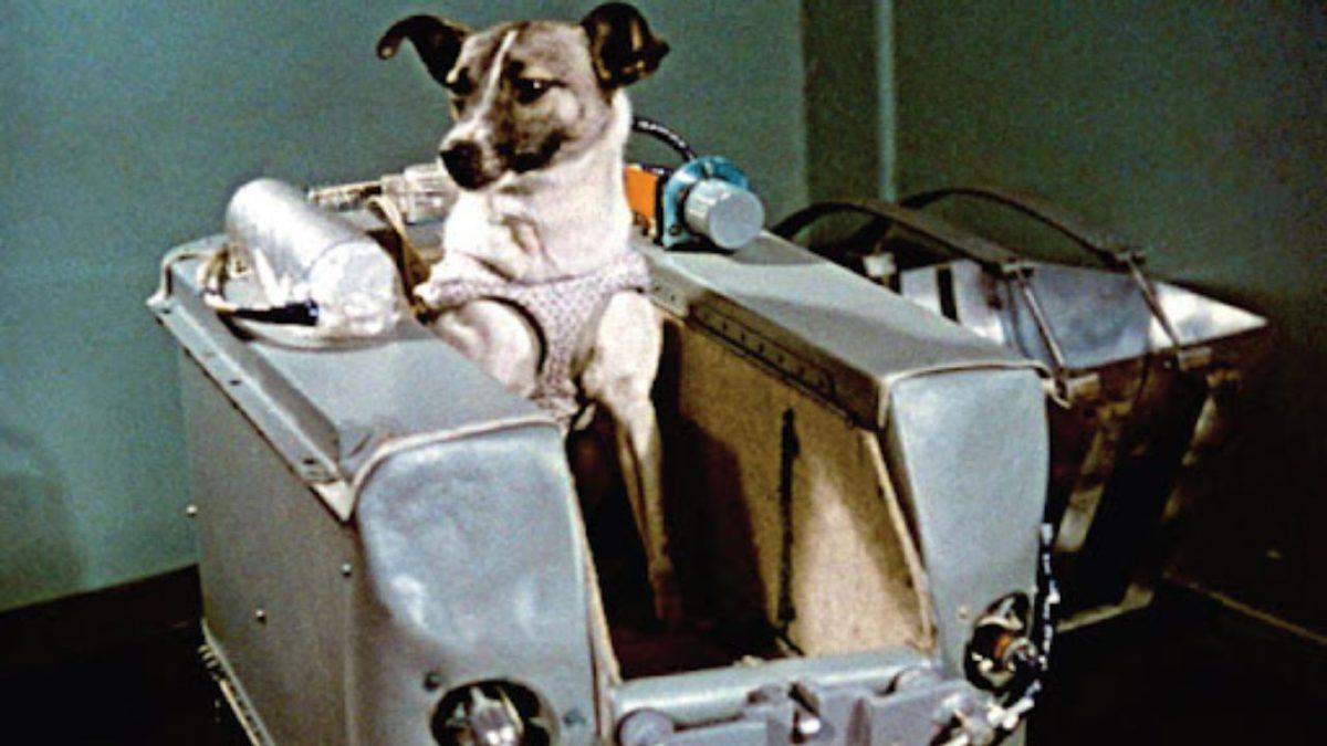 Sputnik 2 Göreviyle, Dünya’nın Yörüngesine İlk Kez Giren Uzay Köpeği Laika’nın Trajik Öyküsü