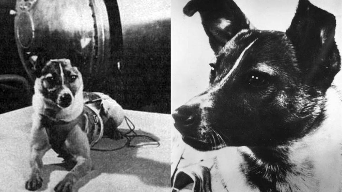Sputnik 2 Göreviyle, Dünya’nın Yörüngesine İlk Kez Giren Uzay Köpeği Laika’nın Trajik Öyküsü