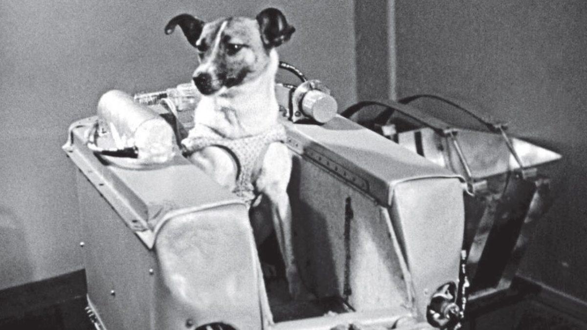 Sputnik 2 Göreviyle, Dünya’nın Yörüngesine İlk Kez Giren Uzay Köpeği Laika’nın Trajik Öyküsü
