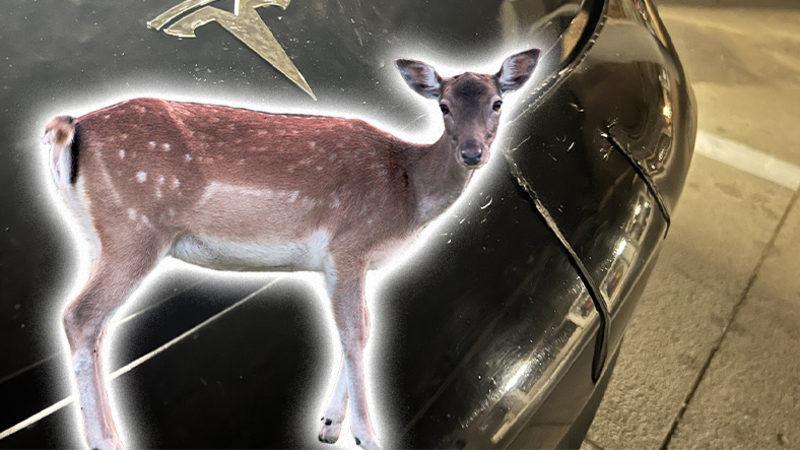 Tesla’nın Otonom Sürüş Sistemi, Yolda Duran Koca Geyiği Göremedi [Video]