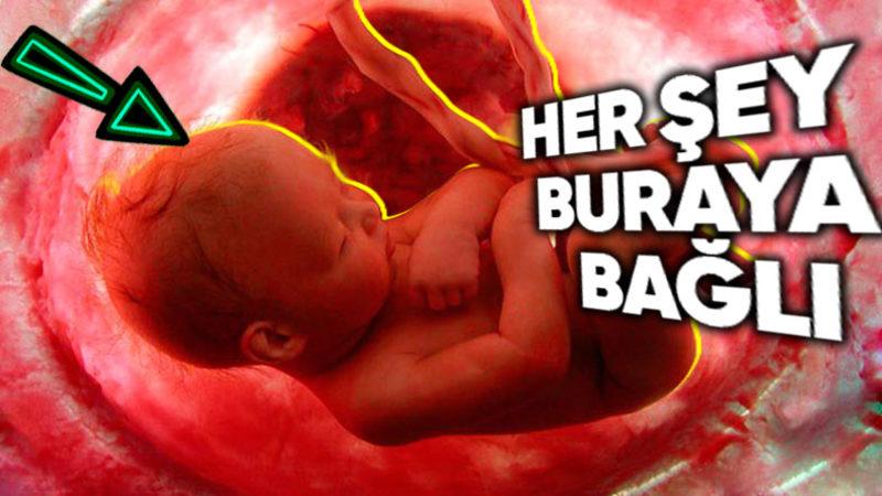 Tek Kaynağı Genetik Değilmiş: Daha Anne Karnındayken Yüz Şeklimizi Etkileyen Şeyi Öğrenince Biraz Şaşırabilirsiniz