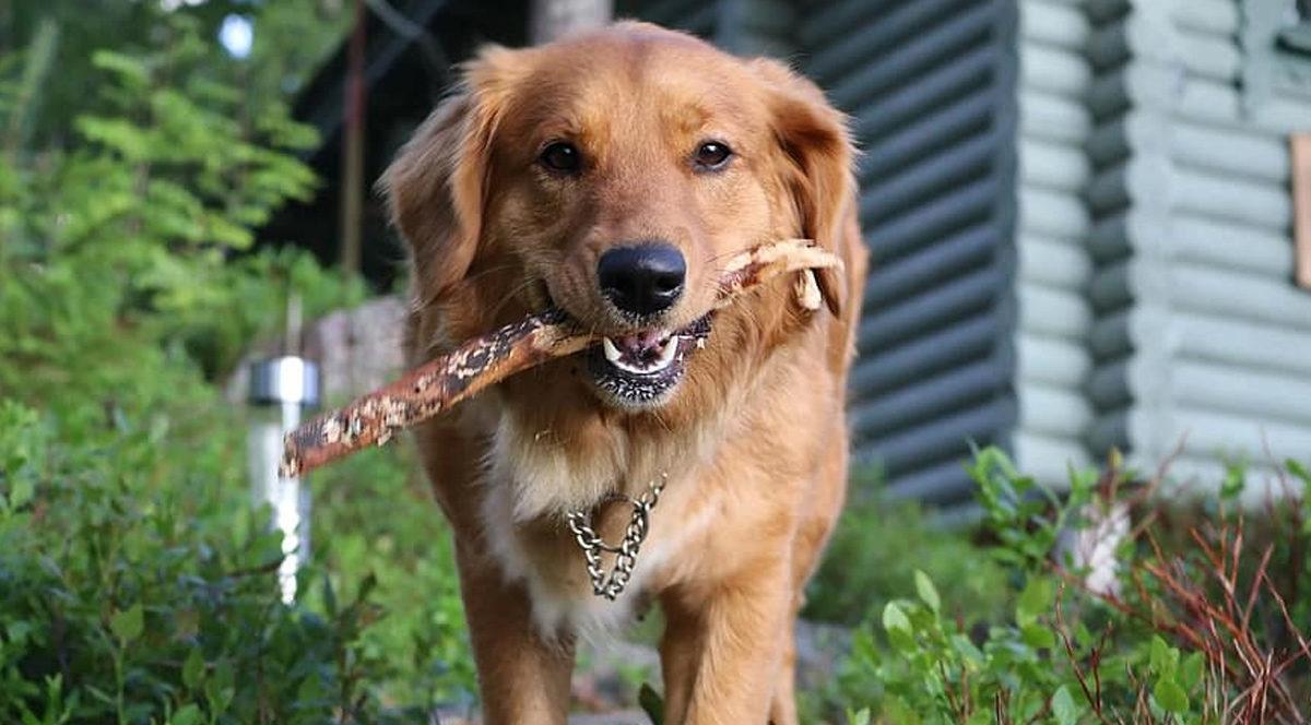 Köpekler Çubukları Neden Bu Kadar Çok Seviyor da Gördüğü Yerde Asla Affetmiyor? Sebebi Sadece Eğlence Değil!