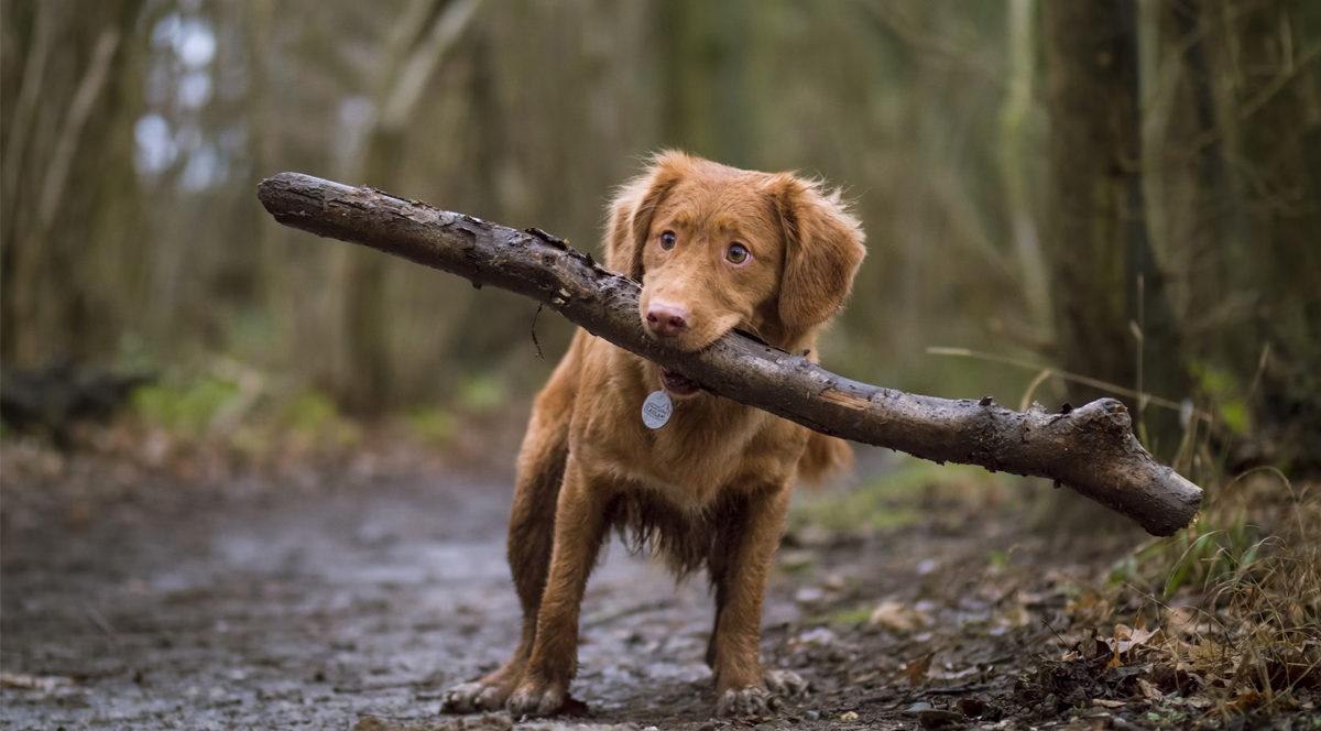 Köpekler Çubukları Neden Bu Kadar Çok Seviyor da Gördüğü Yerde Asla Affetmiyor? Sebebi Sadece Eğlence Değil!