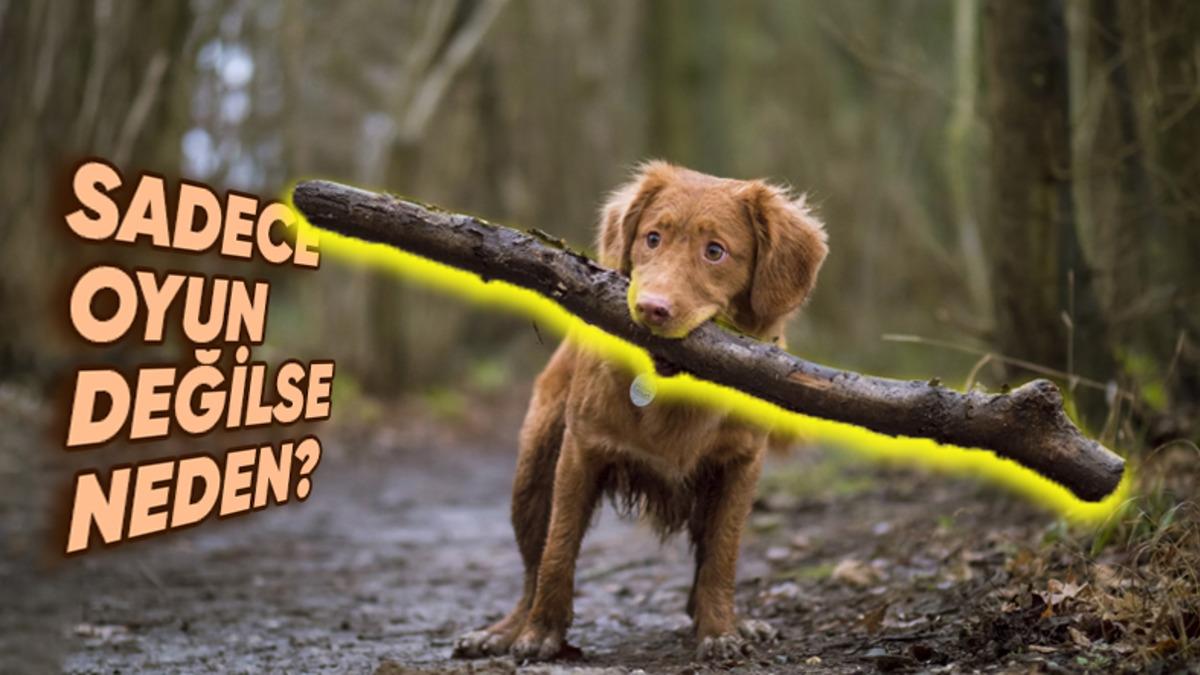 Köpekler Çubukları Neden Bu Kadar Çok Seviyor da Gördüğü Yerde Asla Affetmiyor? Sebebi Sadece Eğlence Değil!