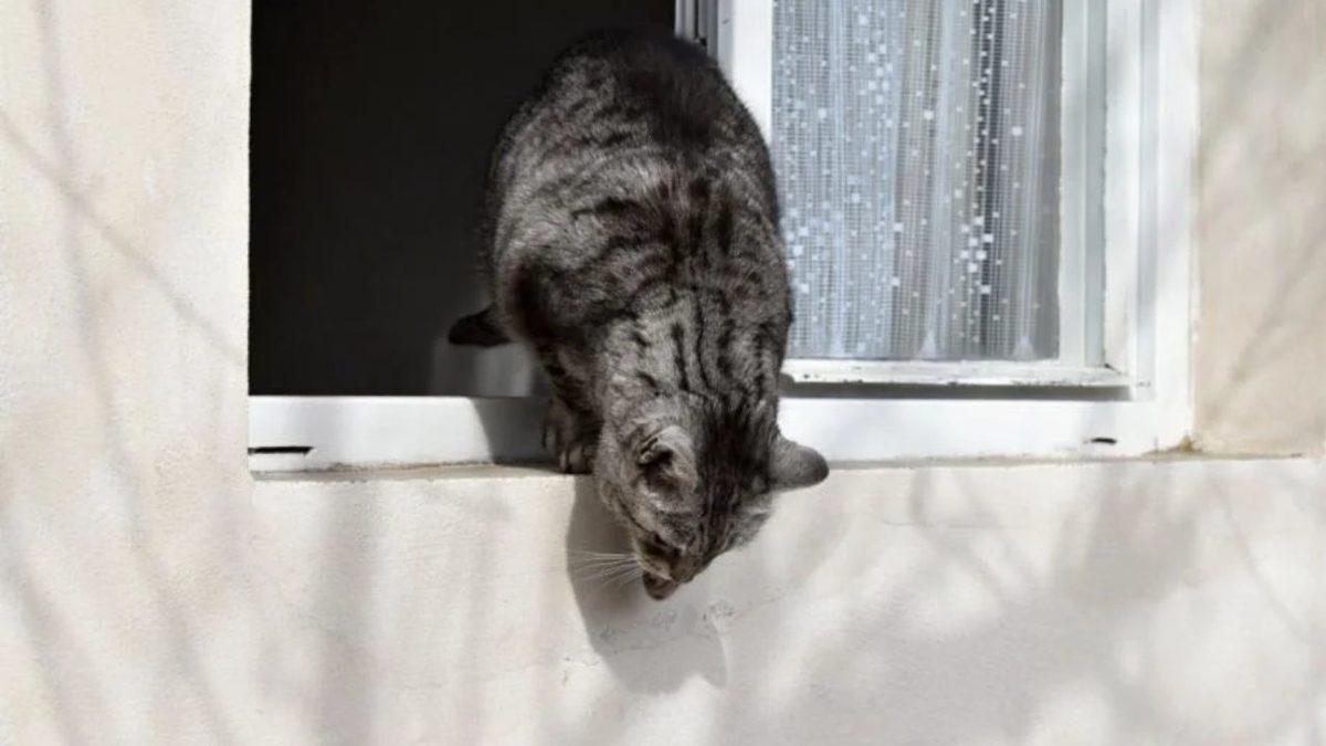 Kediler, Sokak Kapısından Dışarı Kaçmaya veya Balkondan Aşağı Atlamaya Neden Bu Kadar İsteklidir?