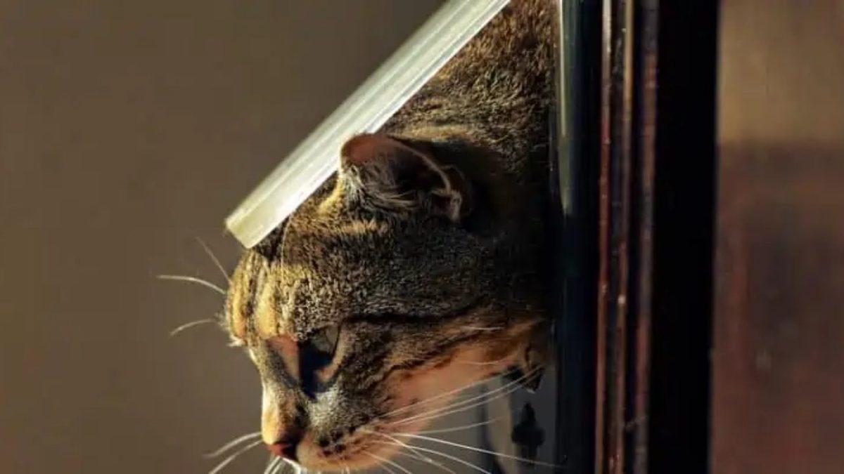 Kediler, Sokak Kapısından Dışarı Kaçmaya veya Balkondan Aşağı Atlamaya Neden Bu Kadar İsteklidir?