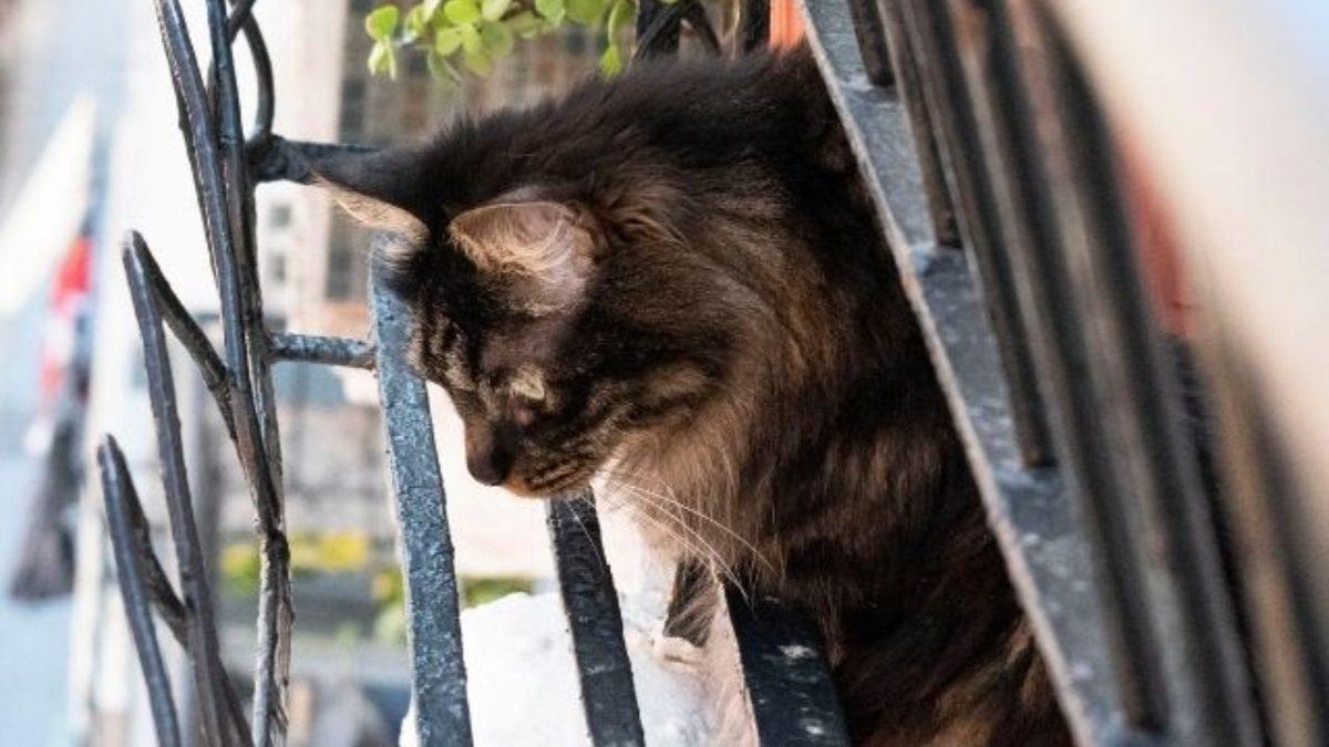 Kediler, Sokak Kapısından Dışarı Kaçmaya veya Balkondan Aşağı Atlamaya Neden Bu Kadar İsteklidir?