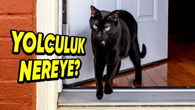 Kediler, Sokak Kapısından Dışarı Kaçmaya veya Balkondan Aşağı Atlamaya Neden Bu Kadar İsteklidir?