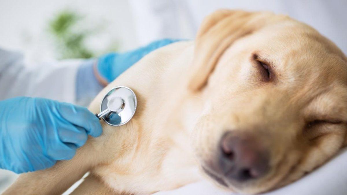 Hayvanlar da Tıpkı İnsanlar Gibi Kalp Krizi Geçirebilir mi? Yoksa Bu Rahatsızlık Yalnızca İnsanlara mı Özgü?