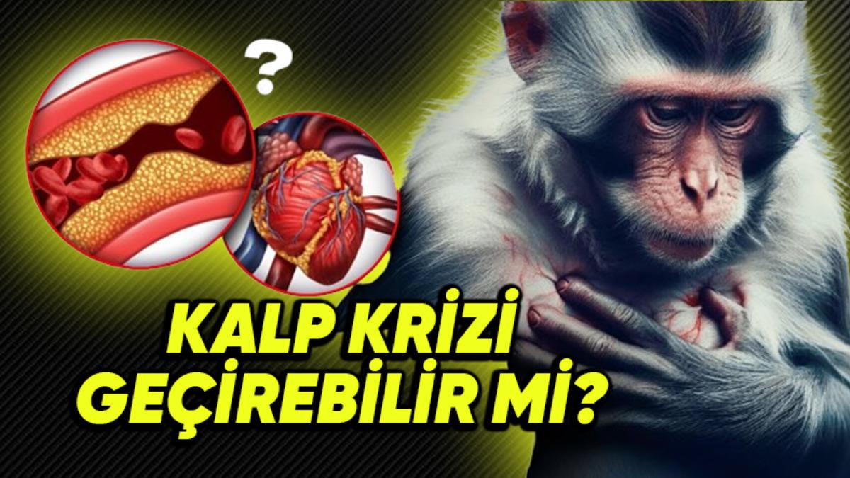Hayvanlar da Tıpkı İnsanlar Gibi Kalp Krizi Geçirebilir mi? Yoksa Bu Rahatsızlık Yalnızca İnsanlara mı Özgü?