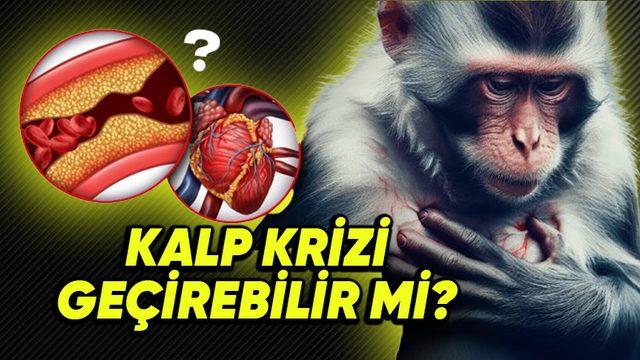 Hayvanlar da Tıpkı İnsanlar Gibi Kalp Krizi Geçirebilir mi? Yoksa Bu Rahatsızlık Yalnızca İnsanlara mı Özgü?