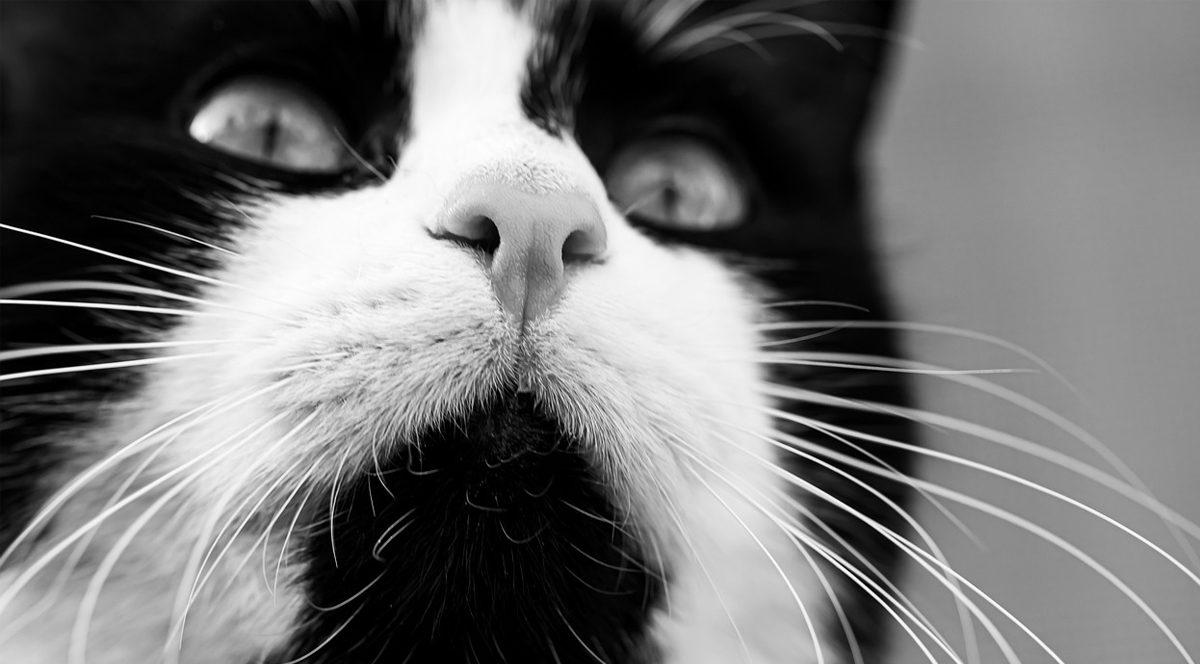 Normal Bir Özellik Olarak Kabul Etsek de Kedilerin Bıyıklarının Olmasının İlginç İşlevleri Var! (Ruh Hâllerini Bile Yansıtıyor)