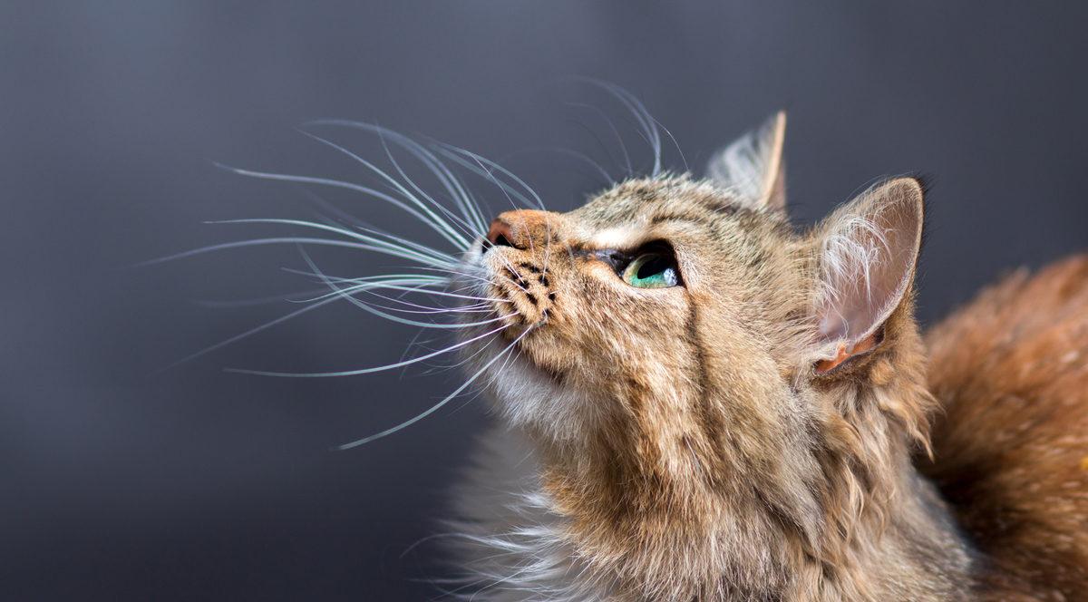 Normal Bir Özellik Olarak Kabul Etsek de Kedilerin Bıyıklarının Olmasının İlginç İşlevleri Var! (Ruh Hâllerini Bile Yansıtıyor)