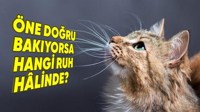 Normal Bir Özellik Olarak Kabul Etsek de Kedilerin Bıyıklarının Olmasının İlginç İşlevleri Var! (Ruh Hâllerini Bile Yansıtıyor)
