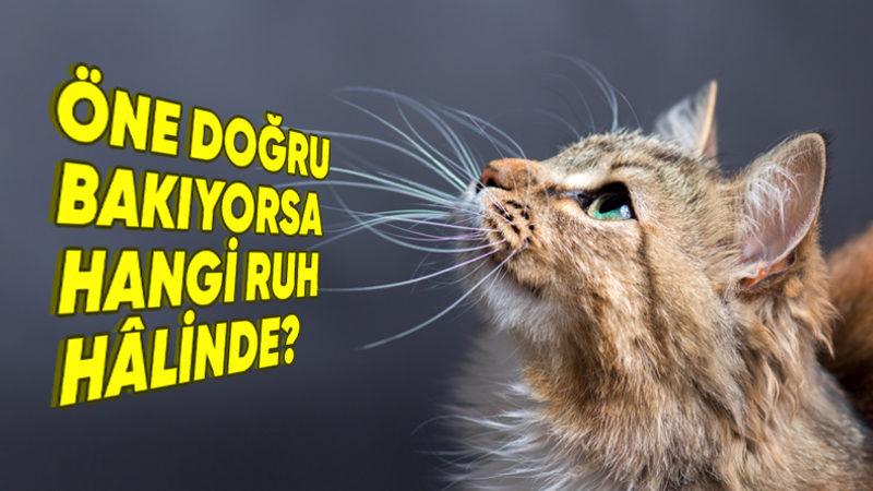 Normal Bir Özellik Olarak Kabul Etsek de Kedilerin Bıyıklarının Olmasının İlginç İşlevleri Var! (Ruh Hâllerini Bile Yansıtıyor)