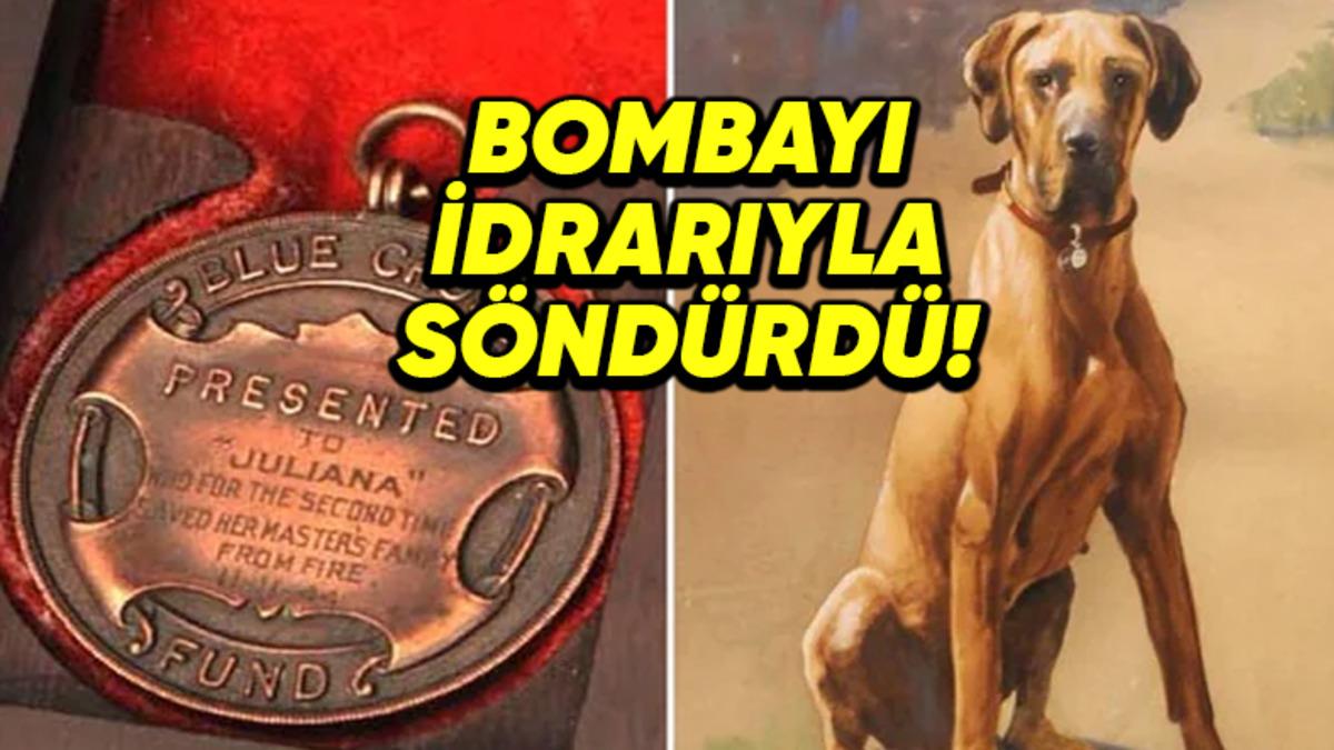 İkinci Dünya Savaşı’nda Bir Bombayı İdrarıyla Söndürerek Binlerce İnsanın Hayatını Kurtaran Kahraman Köpek: Juliana