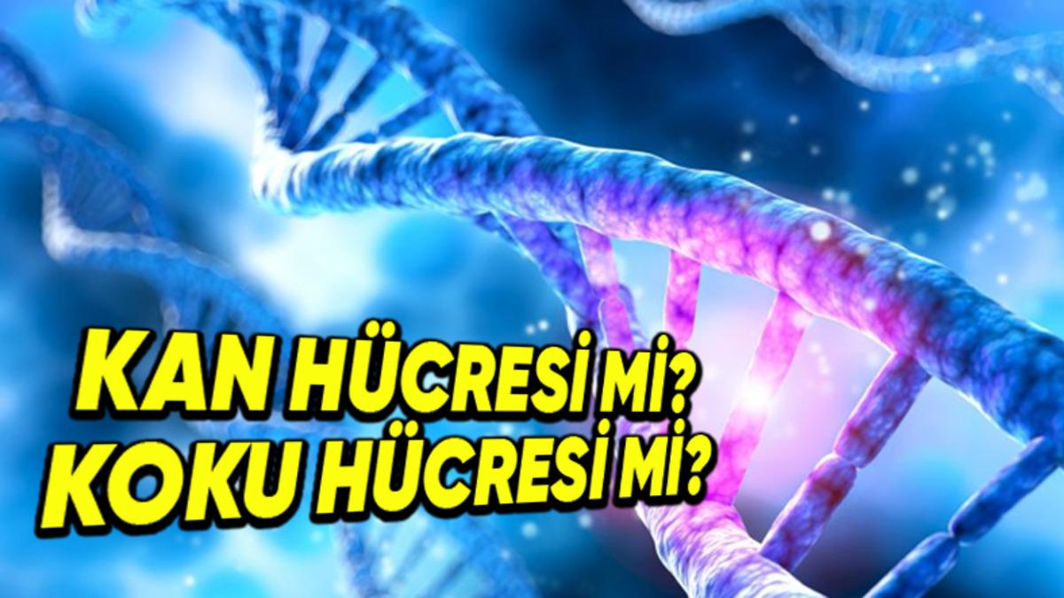 Vücudunuzun İşleyişine Hayran Kalacaksınız: DNA, Her Bir Hücrede Ne İş Yapacağını Nereden Biliyor?