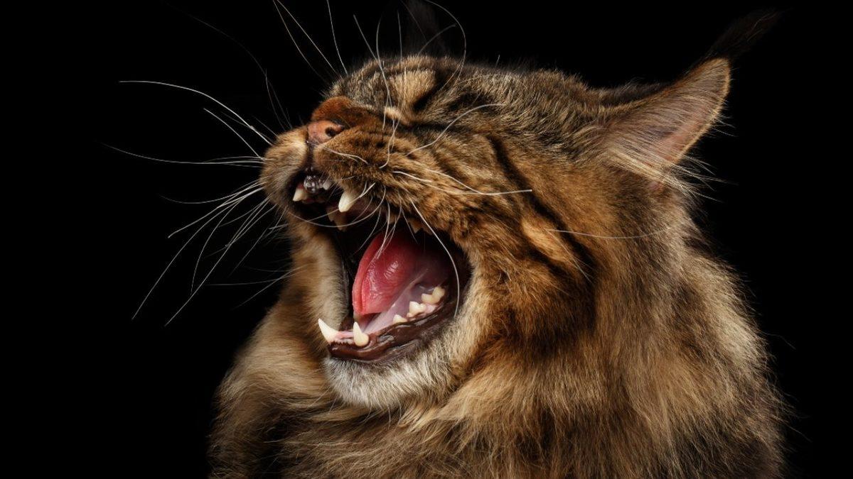 Kediler, Aslanlar ve Kaplanlarla Aynı Aileden Gelmesine Rağmen Neden İsteseler de Onlar Gibi Kükreyemiyorlar?