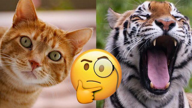 Kediler, Aslanlar ve Kaplanlarla Aynı Aileden Gelmesine Rağmen Neden İsteseler de Onlar Gibi Kükreyemiyorlar?