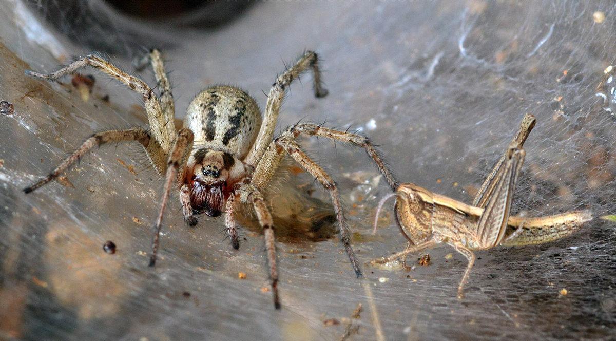 Korkmadan Önce Bilmelisiniz: Bir Örümceğin Tehlikeli Olup Olmadığını Nasıl Anlarsınız?