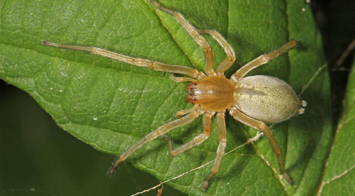 Korkmadan Önce Bilmelisiniz: Bir Örümceğin Tehlikeli Olup Olmadığını Nasıl Anlarsınız?